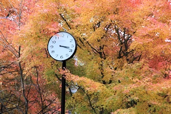 檜原都民の森の画像