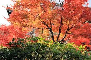 光明寺の紅葉風景