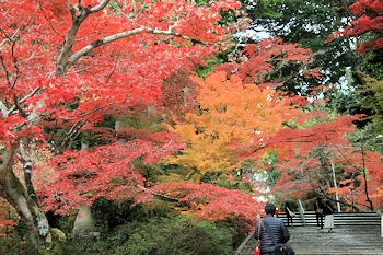 光明寺の紅葉風景