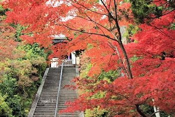 光明寺の紅葉風景