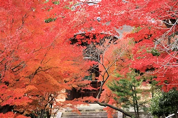 光明寺の紅葉風景