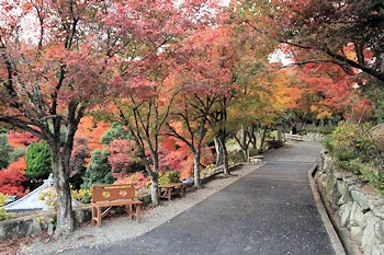 楊谷寺の紅葉風景