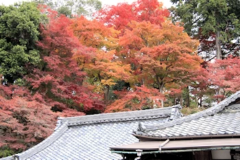 楊谷寺の紅葉風景