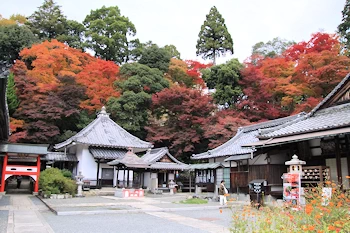 楊谷寺の紅葉風景