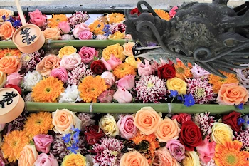 楊谷寺の紅葉風景