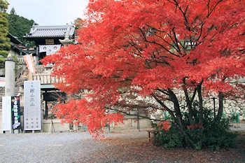 楊谷寺の紅葉風景