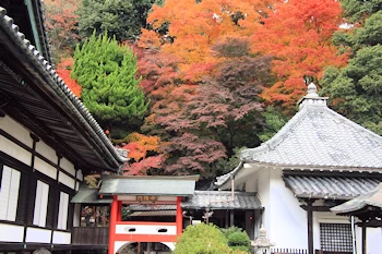 楊谷寺の紅葉風景