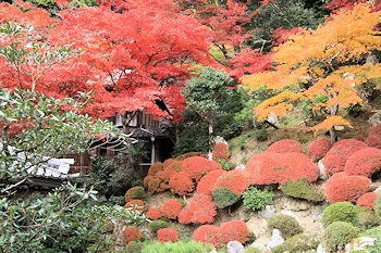 楊谷寺の紅葉風景