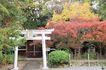 乙訓寺の紅葉風景