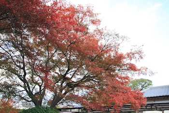 乙訓寺の紅葉風景