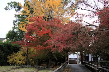 乙訓寺の紅葉風景