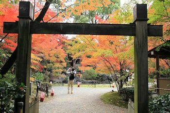 長岡天満宮の紅葉風景