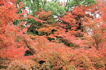 長岡天満宮の紅葉風景
