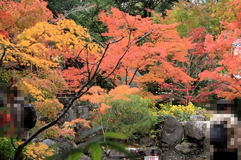 長岡天満宮の紅葉風景