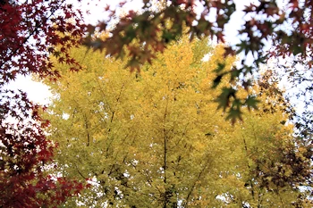 長岡天満宮の紅葉風景