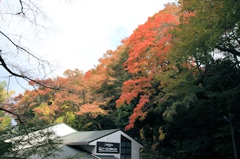 石清水八幡宮の紅葉風景