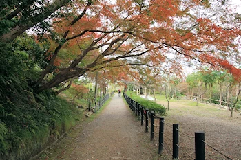 石清水八幡宮の紅葉風景