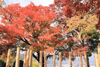 石清水八幡宮の紅葉風景