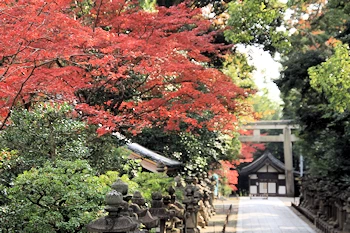 石清水八幡宮の紅葉風景
