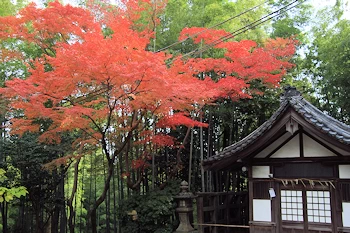 石清水八幡宮の紅葉風景