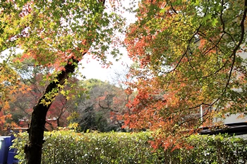 石清水八幡宮の紅葉風景