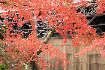 石清水八幡宮の紅葉風景