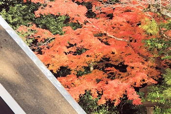 石清水八幡宮の紅葉風景