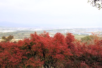 石清水八幡宮の紅葉風景