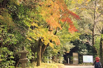 石清水八幡宮の紅葉風景