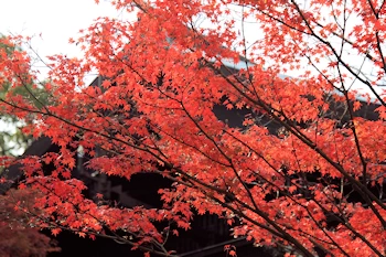 石清水八幡宮の紅葉風景
