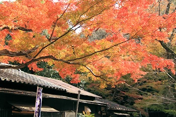石清水八幡宮の紅葉風景