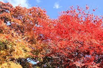 二条城の紅葉風景