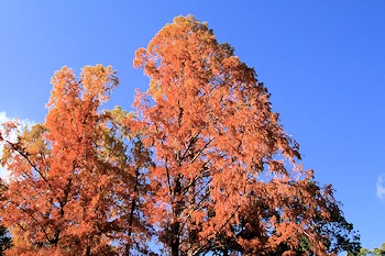 二条城の紅葉風景