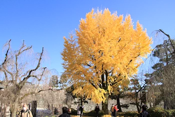 二条城の紅葉風景