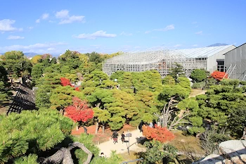 二条城の紅葉風景