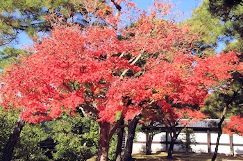 二条城の紅葉風景