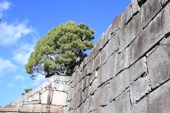 二条城の紅葉風景