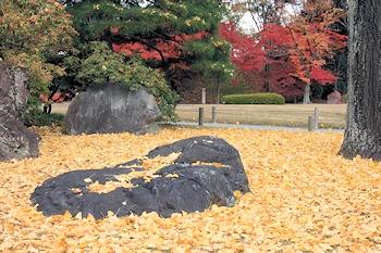 二条城の紅葉風景