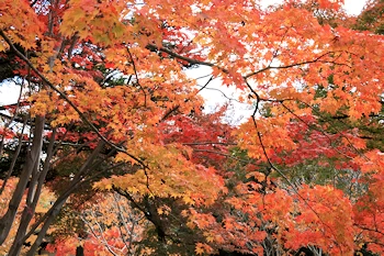 二条城の紅葉風景