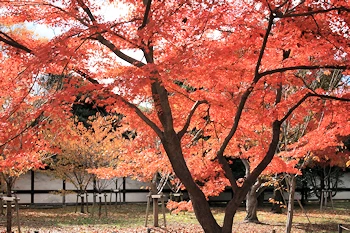 二条城の紅葉風景