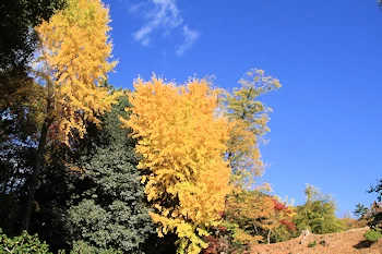 二条城の紅葉風景