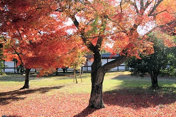 二条城の紅葉風景