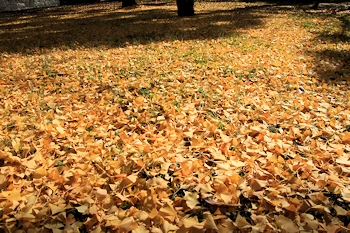 二条城の紅葉風景