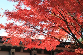 二条城の紅葉風景