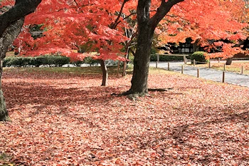 二条城の紅葉風景