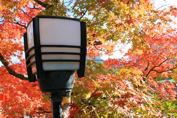 神泉苑の紅葉風景