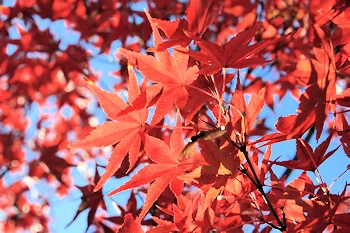 神泉苑の紅葉風景