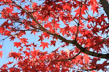 神泉苑の紅葉風景