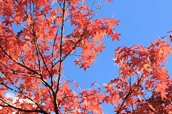 神泉苑の紅葉風景