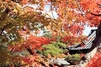 神泉苑の紅葉風景